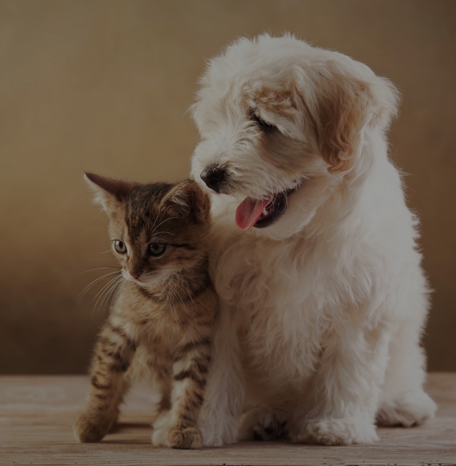 Pets